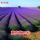 花中酷   四季花種子室內陽(yáng)臺盆栽綠植庭院花卉花草種子滿(mǎn)天星百日草波斯菊格?；ㄞ挂虏菥栈ɑ? 多年生 薰衣草種子10粒