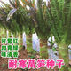 萵筍種子萵苣種籽特耐熱抗高溫紅皮香窩筍春夏季秋季蔬菜種子大全 紅皮萵筍種子【1包 約300?！? title=