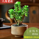 雅卉植物多肉植物新款含盆帶土老樁盆栽植物室內綠植小盆栽盆景 素燒盆[金錢(qián)木] 帶盆栽好