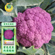 鳳鳴雅世彩色花菜特色菜蔬菜種籽孑四季菜花春秋播種紫荊花椰菜種子20粒