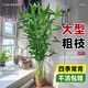 臨雅大型富貴竹水培植物客廳水養(yǎng)大號(hào)盆栽節(jié)節(jié)高粗桿室內(nèi)好養(yǎng)活綠植物 富貴竹1.4m【6支帶根】