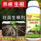 耕豐旺生根劑快速生根粉扦插用樹(shù)木強力生根壯苗劑發(fā)根劑植物通用生根液 500克