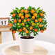 花財主石榴花苗盆栽帶果發(fā)貨室內(nèi)花卉觀賞庭院樹苗老樁盆景綠植物年宵花 【帶果發(fā)貨】金桔盆栽+陶瓷盆