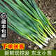 辰實(shí)東北新鮮小蔥（發(fā)順豐）發(fā)芽蔥 香蔥蘸醬菜 農(nóng)家蔬菜 2斤+送醬