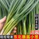 良知農(nóng)哥【順豐】東北新鮮小蔥 蘸醬蔬菜飯包小菜 3斤 送醬
