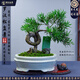 潮裕盆景迎客松羅漢松盆景客廳陽(yáng)臺造型綠植物造型高端盆景居家擺放好養護 羅漢松盆景2