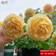 林曦（LINXI）月季無(wú)刺濃香包子藤本月季花苗盆栽爬藤植物陽(yáng)臺爬墻 1.5米苗 黃金慶典 1米高