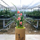 云南老種蘭花苗 春蘭 東方紅荷 濃香型花卉銘品荷瓣紅花 自然老種一苗80 不含盆