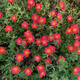 闊寬葉單瓣太陽(yáng)花枝條帶花苞耐熱好養(yǎng)活的花卉陽(yáng)臺(tái)庭院15元包郵 寬葉橙紅10枝【帶花苞易成活】 無(wú)根枝條7天左右出根