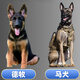 淮爵德牧幼犬馬犬德國(guó)牧羊犬狼狗黑東德寵物狗狗活體小狗活物幼崽定金 混血級(jí) 隨機(jī)