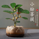 開時果 小盼菩提盆栽（帶果發(fā)貨）中式禪意綠植物桌面盆景源頭直發(fā)包郵 蓮花古陶盆+紫砂托盤（6-10顆大果） 小盼菩提（帶果發(fā)貨-含盆植）