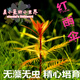 森淵（SENYUAN）魚缸活體水草中景后景荷蘭景紫丁香紅宮廷夕燒紅蝴蝶紅宮廷紅綠草 紅雨傘5顆