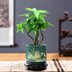 京云夢五福發(fā)財(cái)樹小盆栽花卉辦公綠植好養(yǎng)綠五福+旭日東升源頭直發(fā)