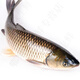 安峰山青魚草魚新鮮洪澤湖淡水魚草皖魚鮮活螺螄青現(xiàn)殺草混子 【凈膛前】每條約2斤