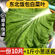 良知農(nóng)哥【順豐】東北新鮮白菜葉飯包大白菜葉子打包 新鮮蔬菜 10片菜葉+1斤小蔥+醬空運