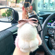 米勒斯（Milesi）毛絨小兔子汽車(chē)鑰匙扣女生包包掛件可愛(ài)教師禮物送女友實(shí)用高級感 兔子-粉白色