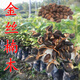 前岔 正宗海南黃花梨種子 印度紫檀白檀黃檀沉香木菩提籽金絲楠木種子 金絲楠木20粒