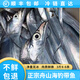 七條船舟山帶魚(yú)整條海鮮東海水產(chǎn)新鮮鮮活冷凍小眼海釣油帶魚(yú)非刀魚(yú)整箱 3斤裝—（5-6兩/條）