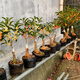 四季桂花盆景日香桂盆栽月桂室內樹(shù)苗天香臺閣花卉紅日香四季開(kāi)花 四季桂-四季開(kāi)花 中盆不含盆高度40厘米