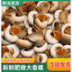灣鈺蜜 海鮮鮮活貓眼螺香螺沙螺玉螺香螺鮮活 鮮活貓眼螺 1g 3斤【實(shí)惠裝】