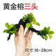 森悠（SARYOR）魚缸懶人沉木水榕造景裝飾活體植物水族箱真水草套餐淡水增氧水草 三頭黃金榕沉木