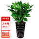 花行榜萬年青盆栽大型綠植花卉喬遷暖房 萬年青50-60cm螺紋白盆源頭直發(fā)