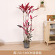 紅葉朱蕉盆栽辦公室客廳室內(nèi)大型綠植室外盆景造型紅葉鐵觀葉植物 高150-160cm含膠盆