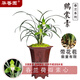 華香園蘭花 春蘭素心銘品 鶴裳素 濃香型盆栽盆景耐陰綠植花卉 鶴裳素2苗連體裸根不帶盆 帶花苞