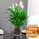 綠有意白掌盆栽一帆風(fēng)順?biāo)嘀参锸覂?nèi)好養(yǎng)花卉綠植水養(yǎng)四季開(kāi)花植物盆栽 【水培款】白掌8株左右+【圓柱玻 含盆