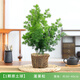 花翁蓬萊松盆栽原土1盆 室內盆景四季常青生肖猴花卉綠植源頭直發(fā)