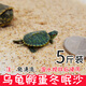 寵以沫（CHONG YIMO）烏龜專用細(xì)沙龜沙產(chǎn)卵冬眠孵化下蛋爬寵魚缸底砂造景水草裝飾沙子 烏龜沙5斤