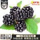四叔公果蔬云南新鮮紅樹莓黑莓鮮果（順豐空運(yùn)）覆盆子大果稀有孕婦酸甜水果 黑莓大果 4盒裝（125g/盒）