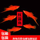 樸彩（PUCAI）紅箭魚(yú)招財(cái)魚(yú)紅米奇胎生魚(yú)小型觀賞熱帶紅劍魚(yú)好養(yǎng)耐活魚(yú)包活 3-5cm紅箭5條(未出劍)