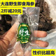 頭號食客野生即食海參大連長?？h深海底播冷凍水產(chǎn)刺參開袋速食單個裝 500g 10-12只/1斤