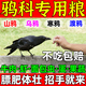 跑來跑去紅嘴山鴉飼料幼鳥專用鳥食營養(yǎng)通用喜鵲烏鴉烏鶇藍(lán)鵲鳥糧鴉科飼料 【單袋裝】鴉科飼料