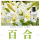柏世曼（poacherman）百合花味LILY百合香水香味天然香味中性香男香女香持久清新淡香 6百合花30ml