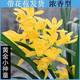 墨蘭企黑名貴蘭花苗 小神童蘭花苗 濃香帶花苞原盆原土發(fā)貨好養(yǎng)活盆栽蘭花苗報歲蘭冬季帶花苞耐寒蘭花苗 黃金小神童13-14苗 不含盆