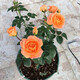 意軒【帶花苞】歐月果汁陽臺室內(nèi)觀花植物花卉盆栽四季開花月季 小苗【帶花苞發(fā)】