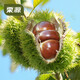 栗源2025年新鮮下樹(shù)唐山新鮮板栗 燕山帶殼生板栗 油栗子河北唐山特產(chǎn) 2025年鮮板栗5斤 2500g