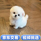 淮爵比熊幼犬寵物狗狗活體小狗幼崽活物白色小型犬純種比熊犬茶杯 寵物級 隨機