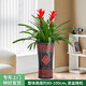 綠韻花田【兩小時(shí)達(dá)】發(fā)財(cái)樹鴻運(yùn)當(dāng)頭天堂鳥大型綠植公司門口喬遷送禮 雙株鴻運(yùn)當(dāng)頭