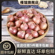 槿饈迷你小洋蔥500g 新鮮蔬菜沙拉食材生吃東北鬼子小圓蔥