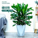 大型金邊巴西鐵螺紋鐵植物花卉盆栽客廳室內陽(yáng)臺四季常青綠植富貴