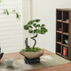 臨雅錢(qián)多多造型盆景福祿桐花卉盆栽易活四季桌面綠植室內辦公室吸甲醛 錢(qián)多多-巖石盆-密胺托盤(pán)-無(wú)相僧