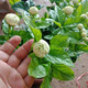 虎頭茉莉 白茉莉 雙色茉莉 綠植花卉室內(nèi)盆栽花卉盆栽白色茉莉花卉 虎頭茉莉7年苗