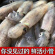 蝶島船說  東山島滿籽比管魚 新鮮帶籽 海兔子 小魷魚籽烏 海鮮 澳角村 500g