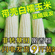 顧果鮮廣西白糯牛奶玉米9斤新鮮現(xiàn)摘黏粘棒子帶皮生苞米甜嫩農(nóng)家自種 5斤