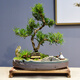 自然空間造型室內(nèi)綠植盆栽 松海羅漢松盆景+俠客+擺件+座椅+6簡古源頭直發(fā)