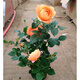 春沭 盆栽微型鉆石玫瑰月季室內陽(yáng)臺綠植物盆栽花卉帶花苞四季開(kāi)花花苗 桔色玫瑰 帶盆栽好