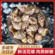 海蘊(yùn)極鮮【活鮮】鮮活花螺 新鮮燒烤食材 大號(hào) 500g （30-40只左右）